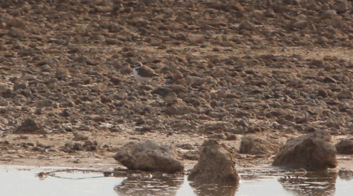 Kentish Plover - ML612149729