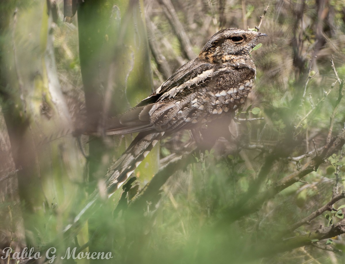 Scissor-tailed Nightjar - ML612149750