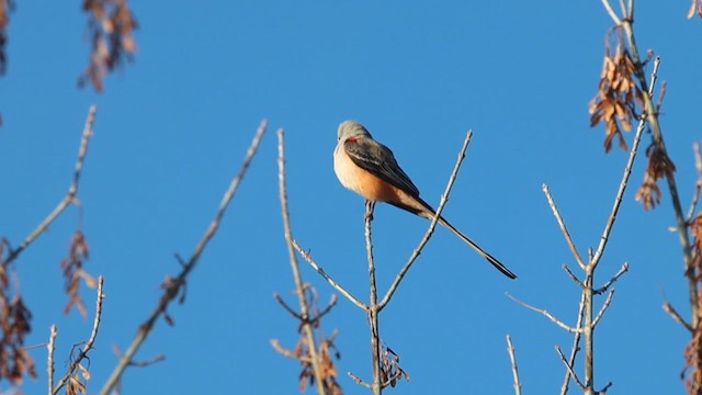 Scissor-tailed Flycatcher - ML612149763