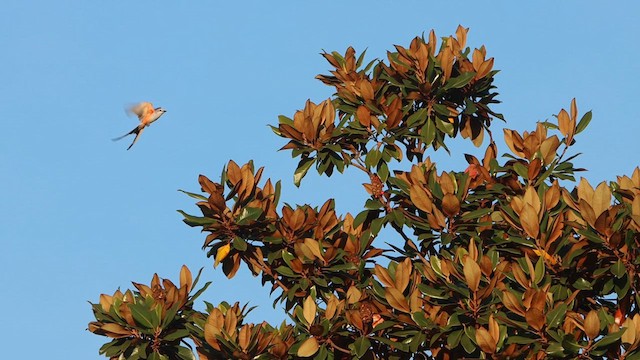 Scissor-tailed Flycatcher - ML612149764