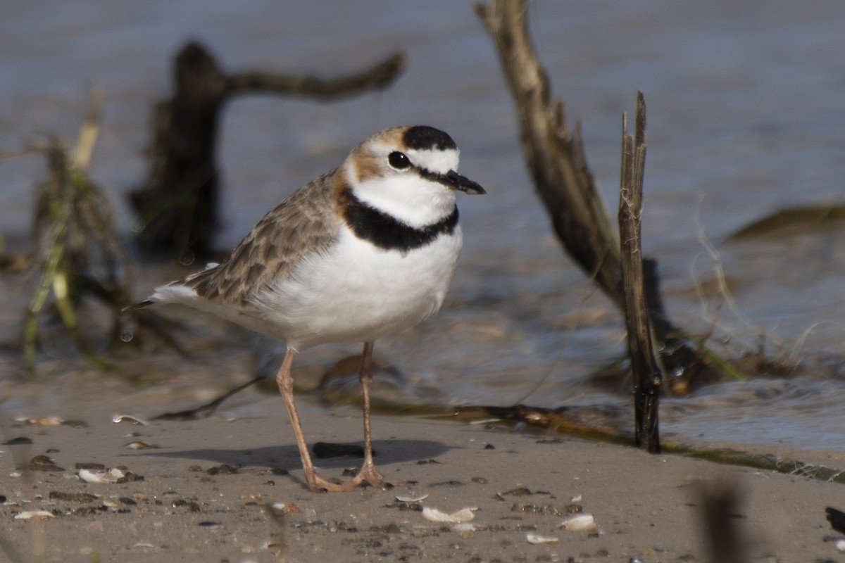 Collared Plover - ML612149785
