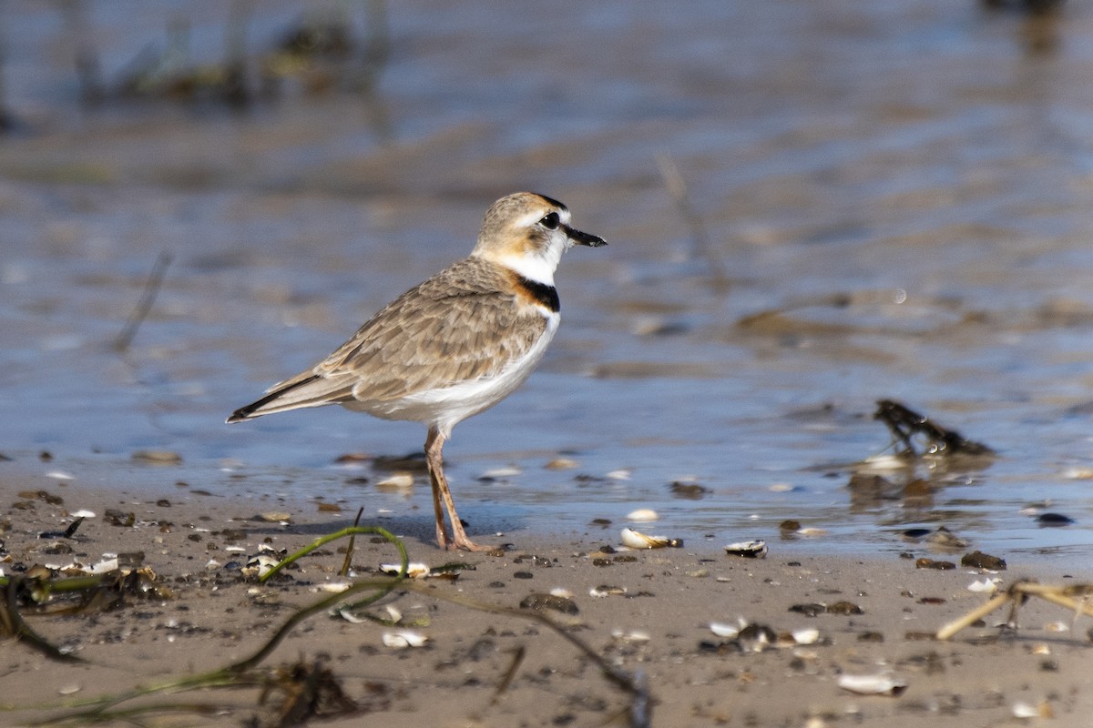 Collared Plover - ML612149786