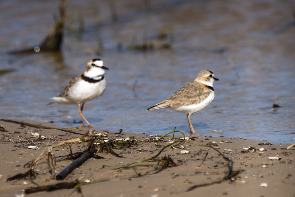 Collared Plover - ML612149788