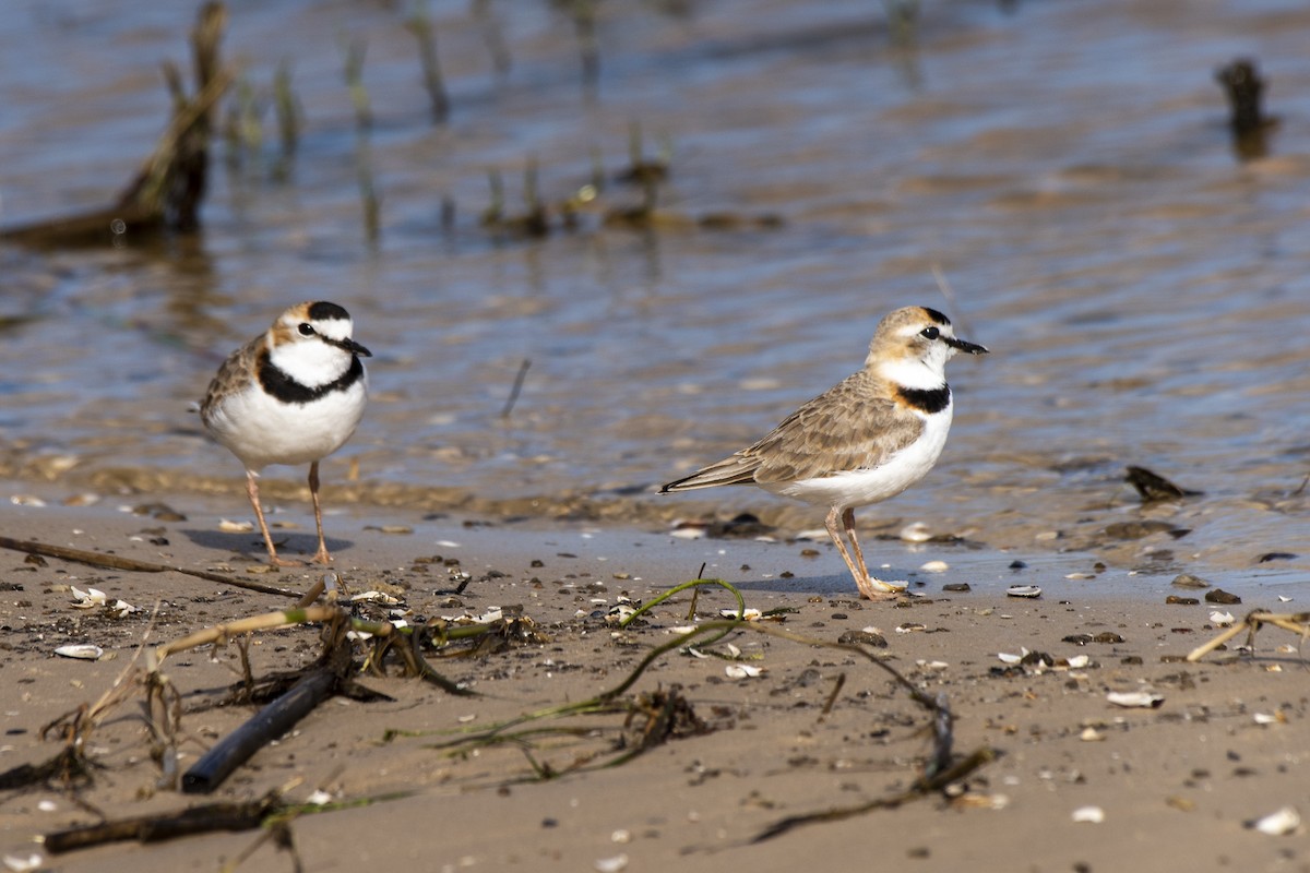 Collared Plover - ML612149789