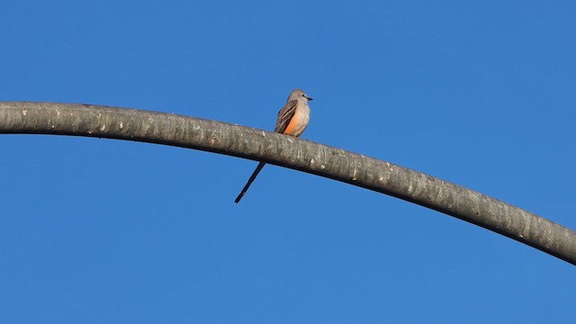 Scissor-tailed Flycatcher - ML612149796