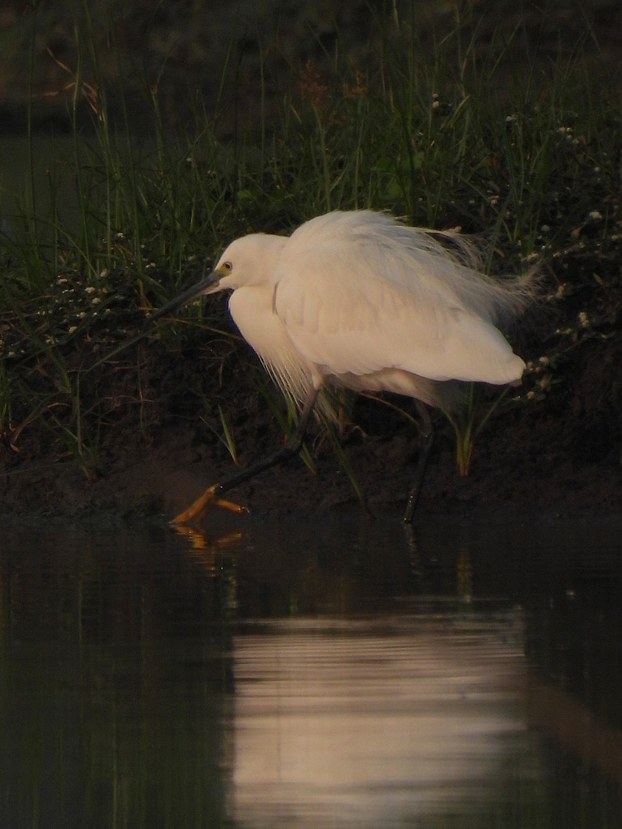 Little Egret - ML612149809