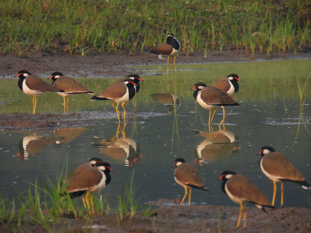 Red-wattled Lapwing - ML612149891