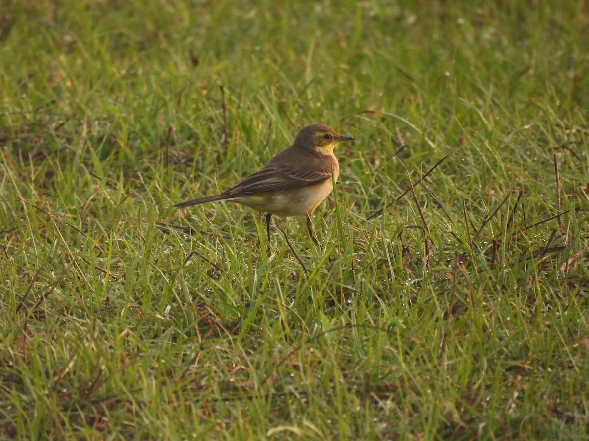 Western Yellow Wagtail - ML612149976