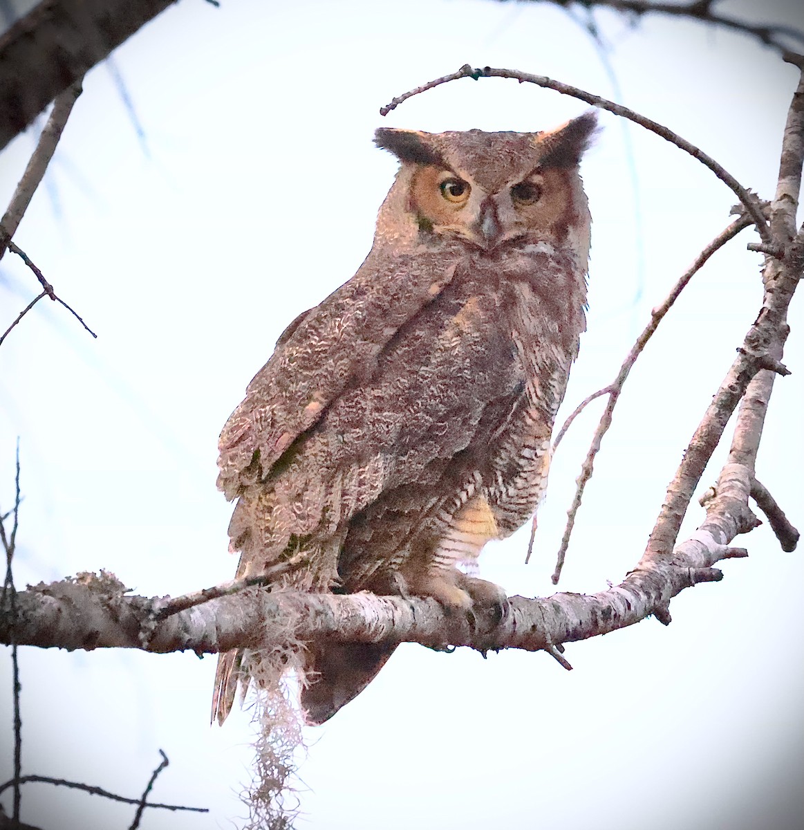 Great Horned Owl - ML612150017