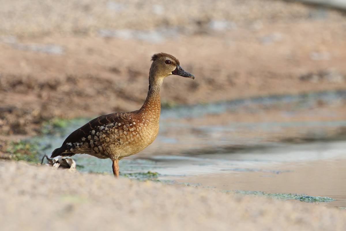 Spotted Whistling-Duck - Marc Gardner