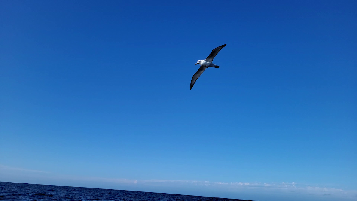 White-capped Albatross - ML612150198