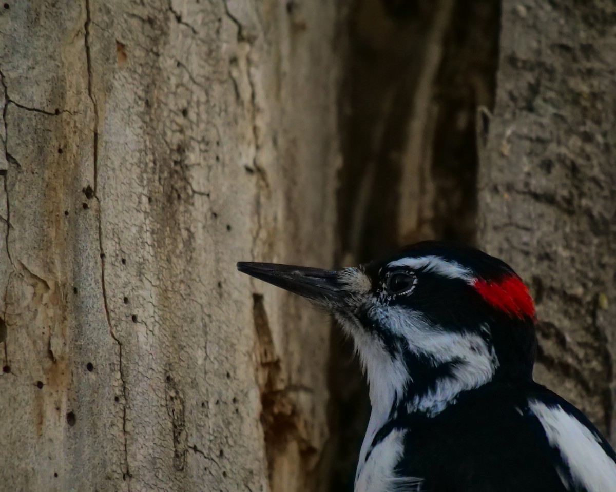 Hairy Woodpecker - Bob Izumi