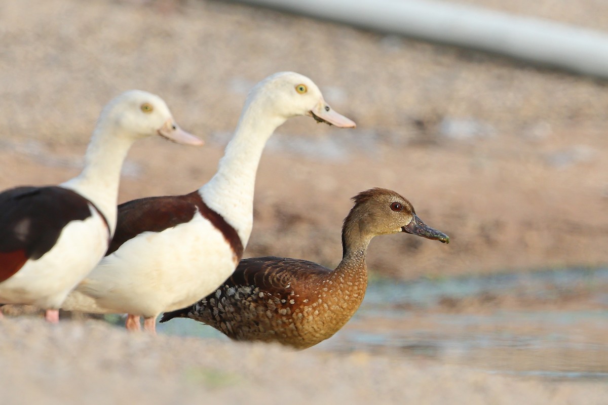 Spotted Whistling-Duck - Marc Gardner