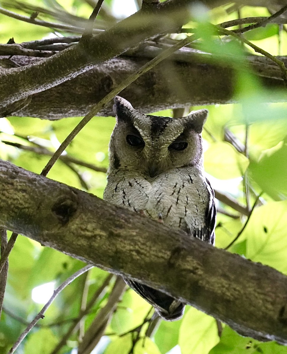 Indian Scops-Owl - Daniel Winzeler