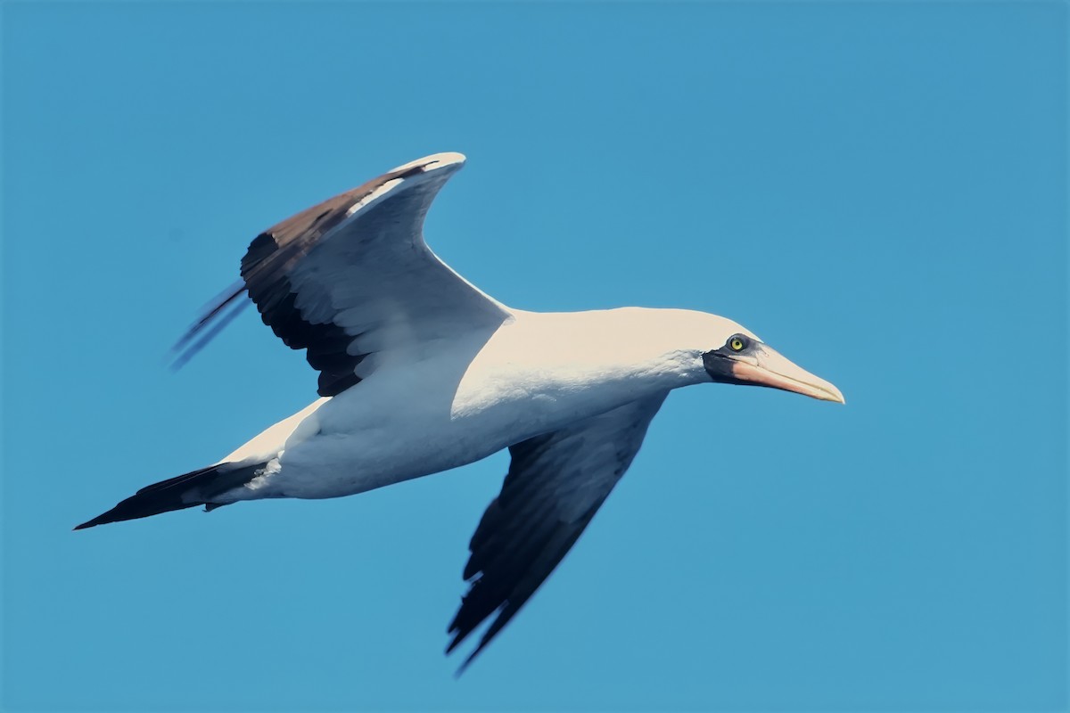 Nazca Booby - ML612150366