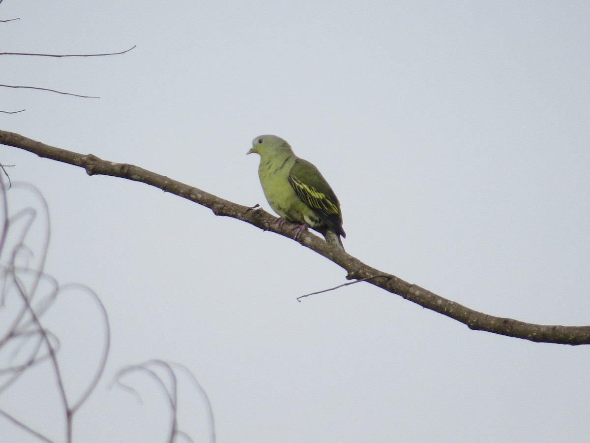 Серолобый зелёный голубь - ML612150417