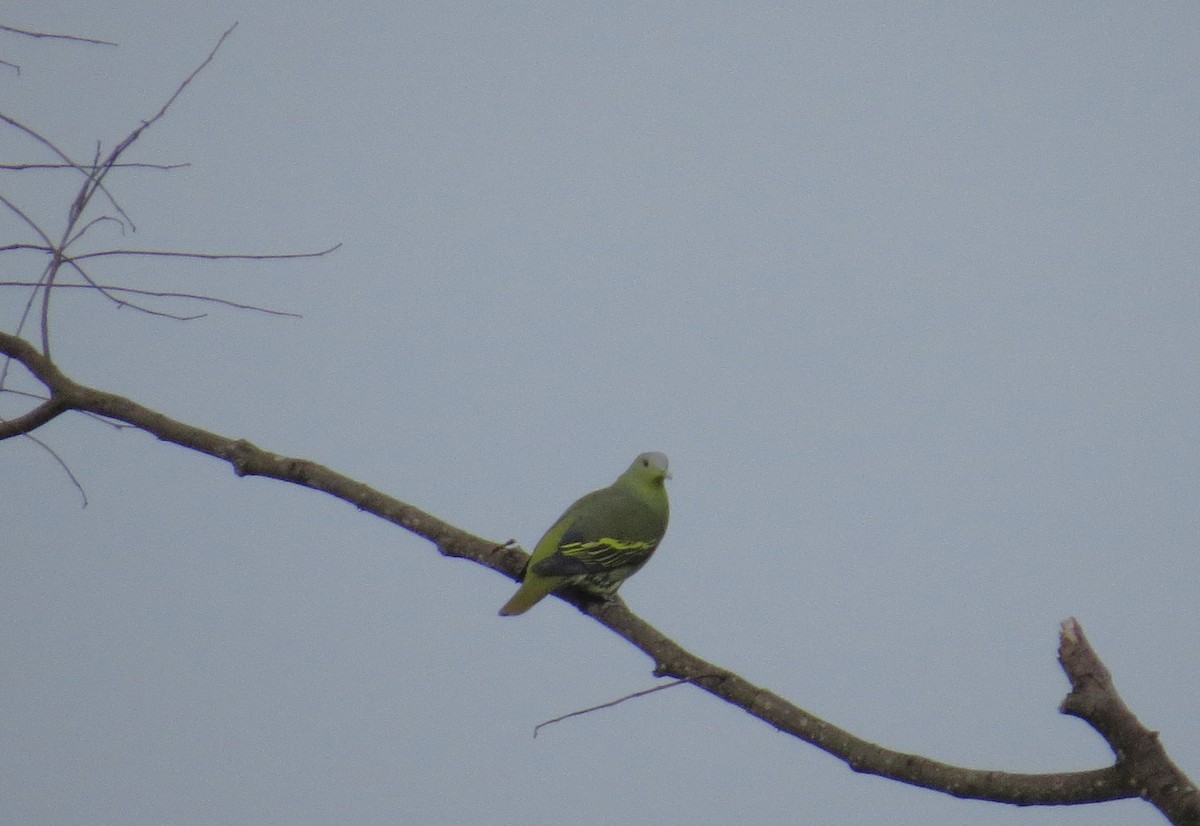 Серолобый зелёный голубь - ML612150426