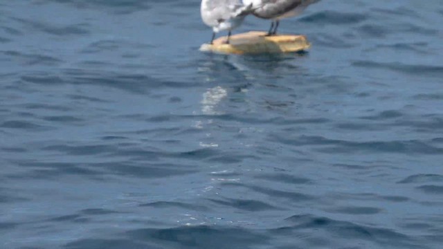 Great Crested Tern - ML612150457