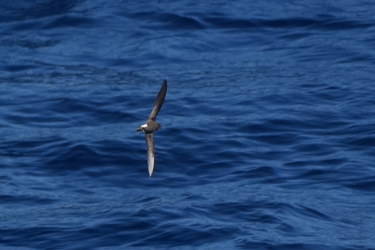 Wedge-rumped Storm-Petrel - ML612150469