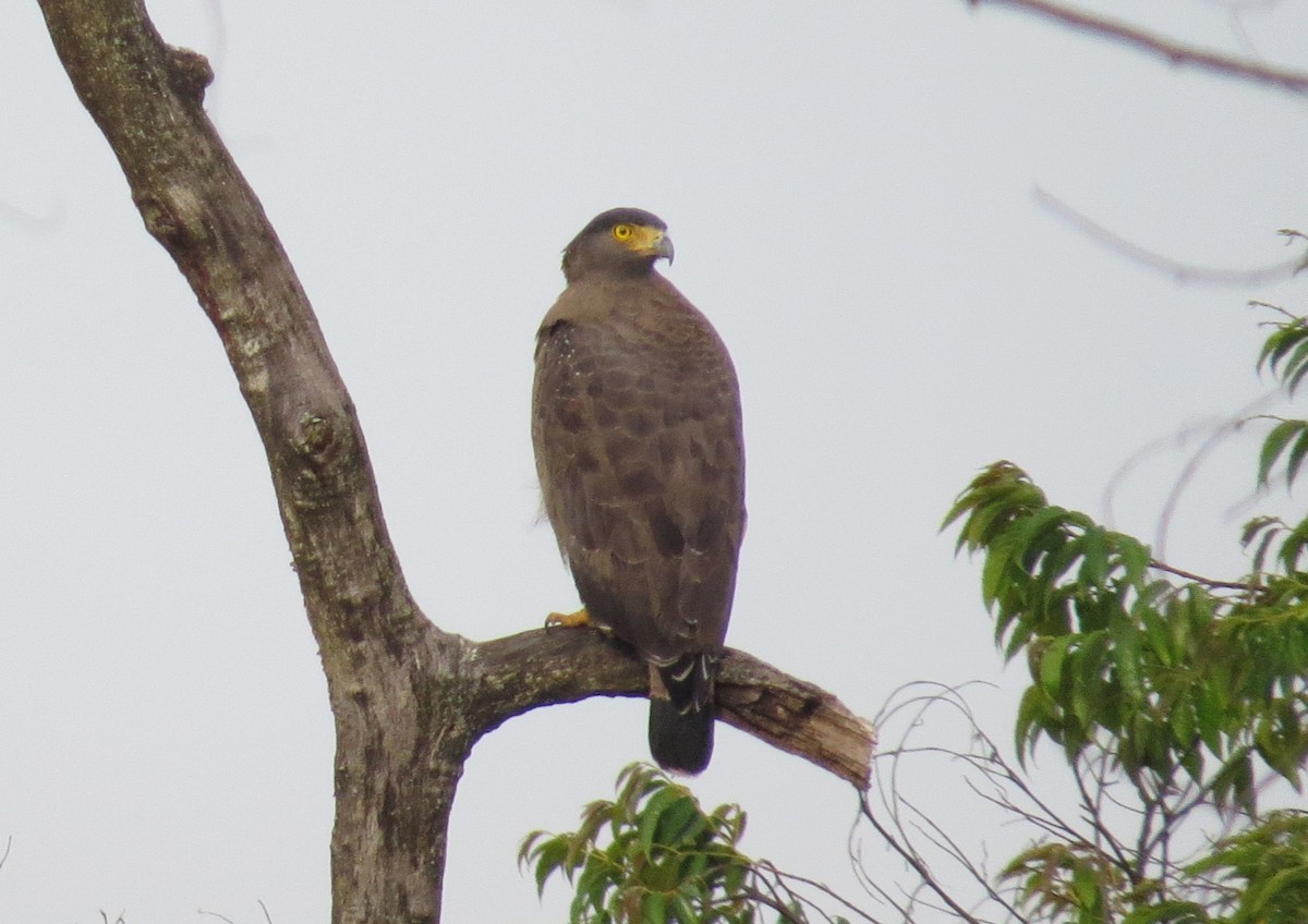 Crested Serpent-Eagle - ML612150516