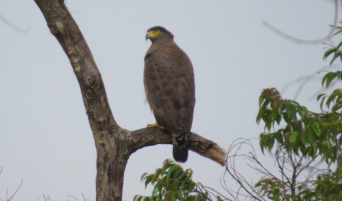 Crested Serpent-Eagle - ML612150517