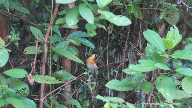 Blue-throated Flycatcher - ML612150522