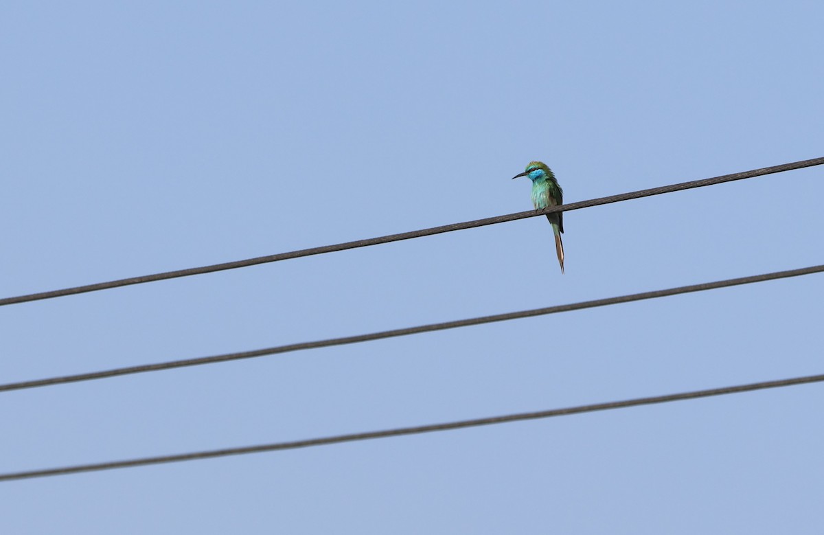 Arabian Green Bee-eater - ML612150524