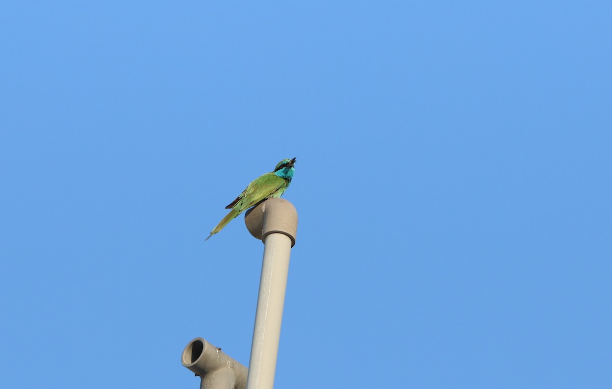 Arabian Green Bee-eater - ML612150525