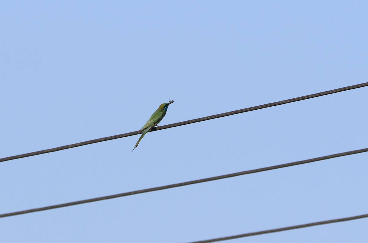 Arabian Green Bee-eater - ML612150527