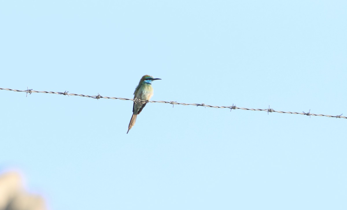 Arabian Green Bee-eater - ML612150528