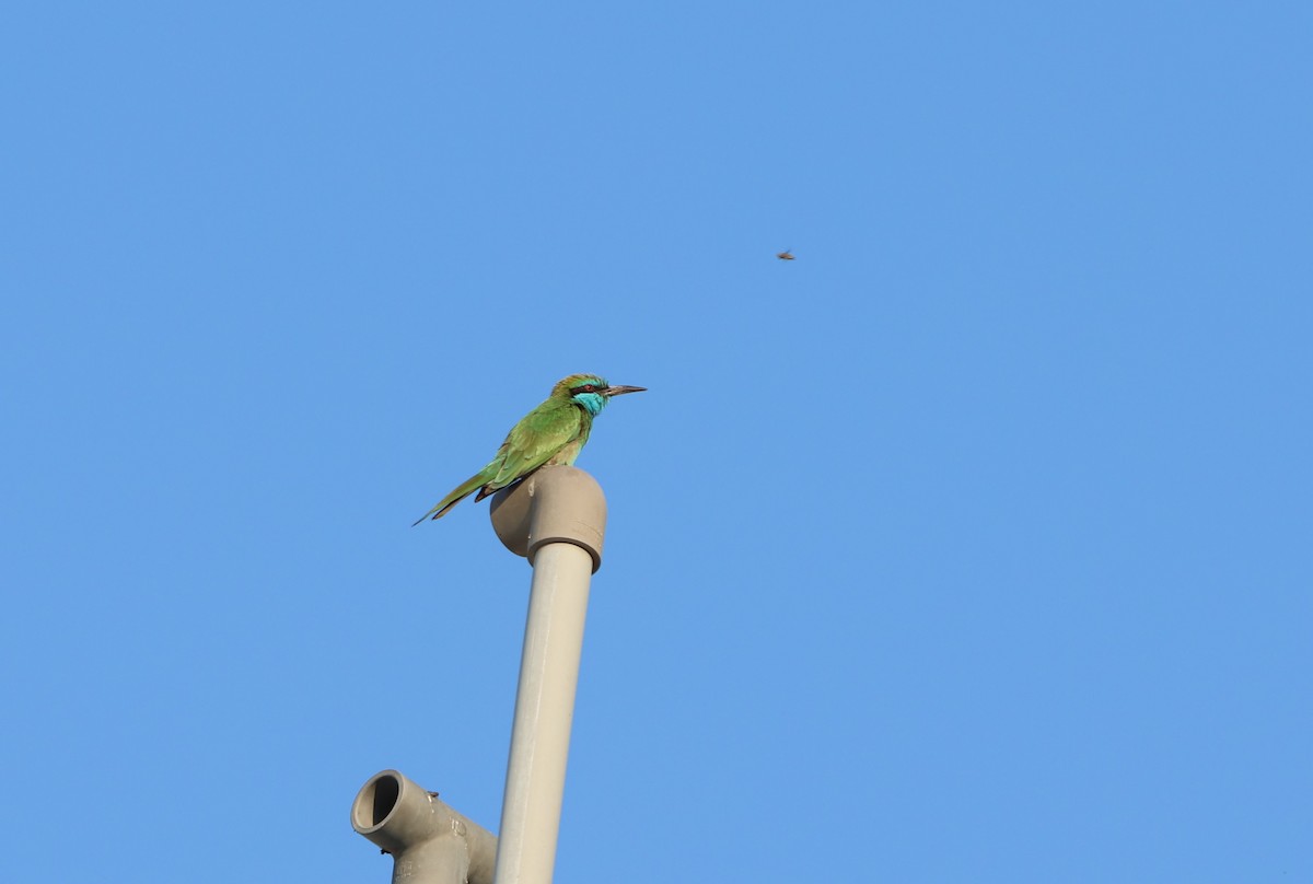 Arabian Green Bee-eater - ML612150529