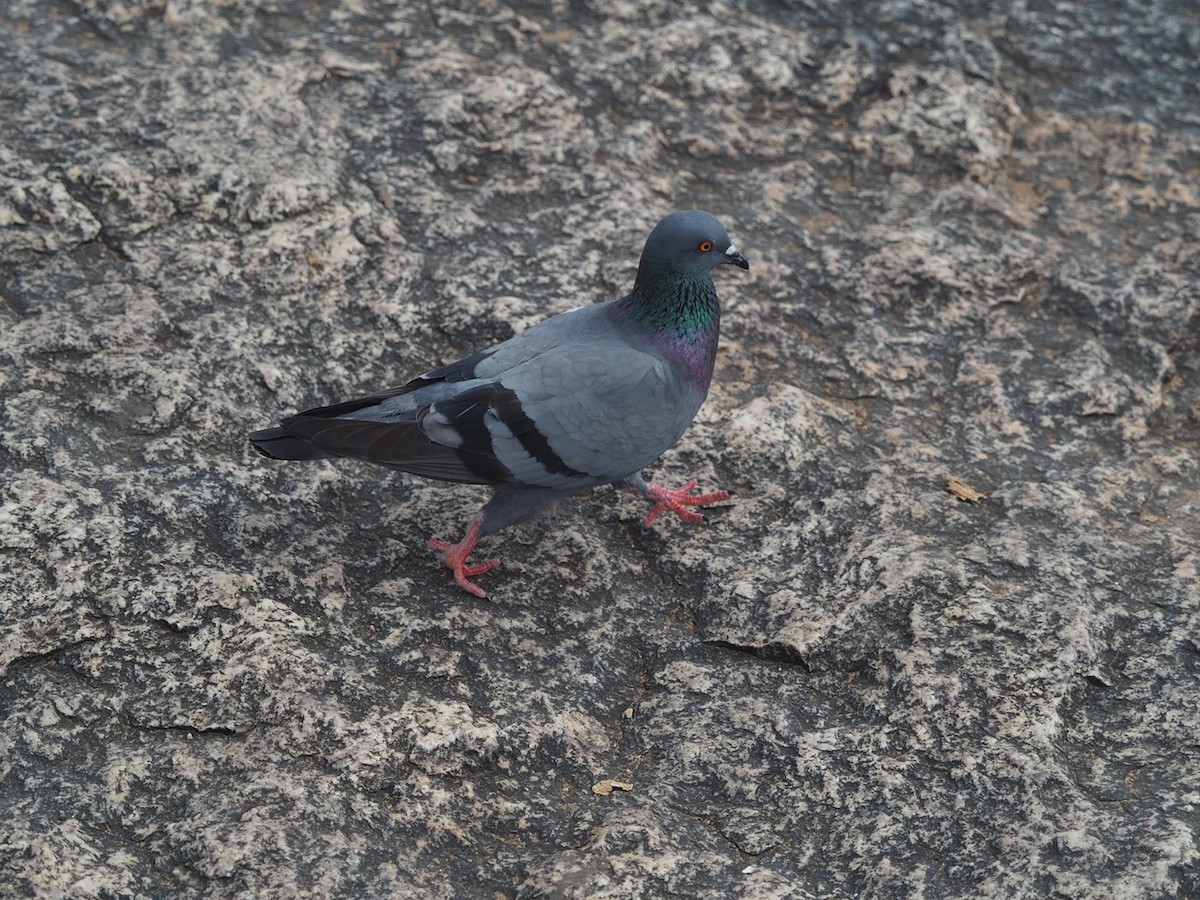 Rock Pigeon (Feral Pigeon) - ML612150561