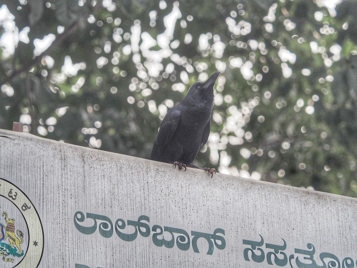 Large-billed Crow - Marius Grathwohl