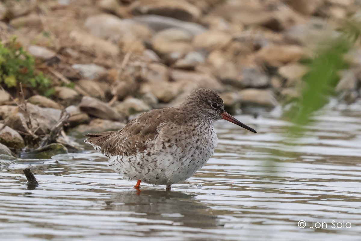 Common Redshank - ML612150615