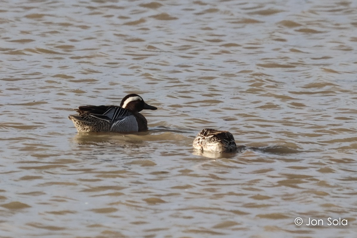 Garganey - ML612150638