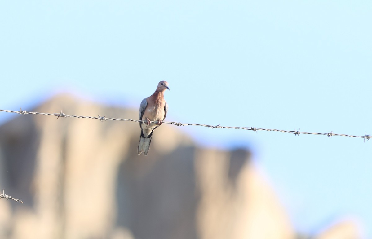 Tórtola Senegalesa - ML612150641