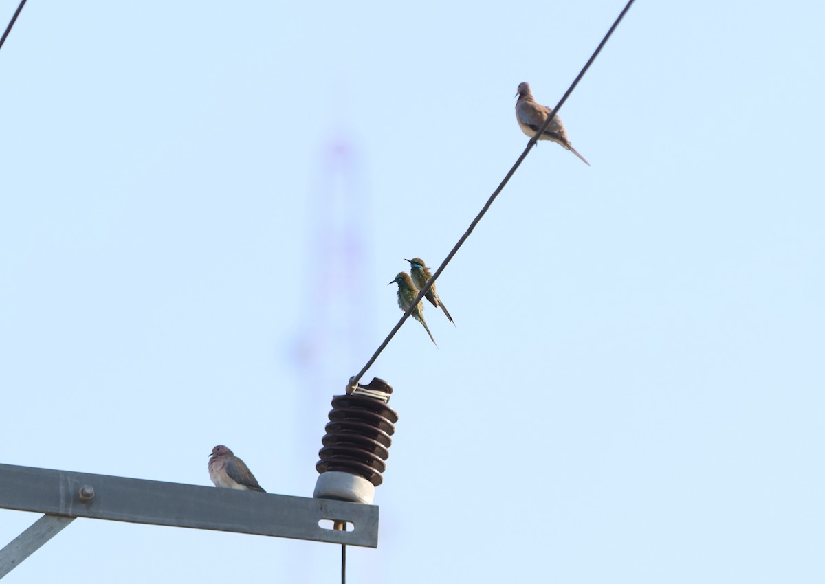 Arabian Green Bee-eater - ML612150669