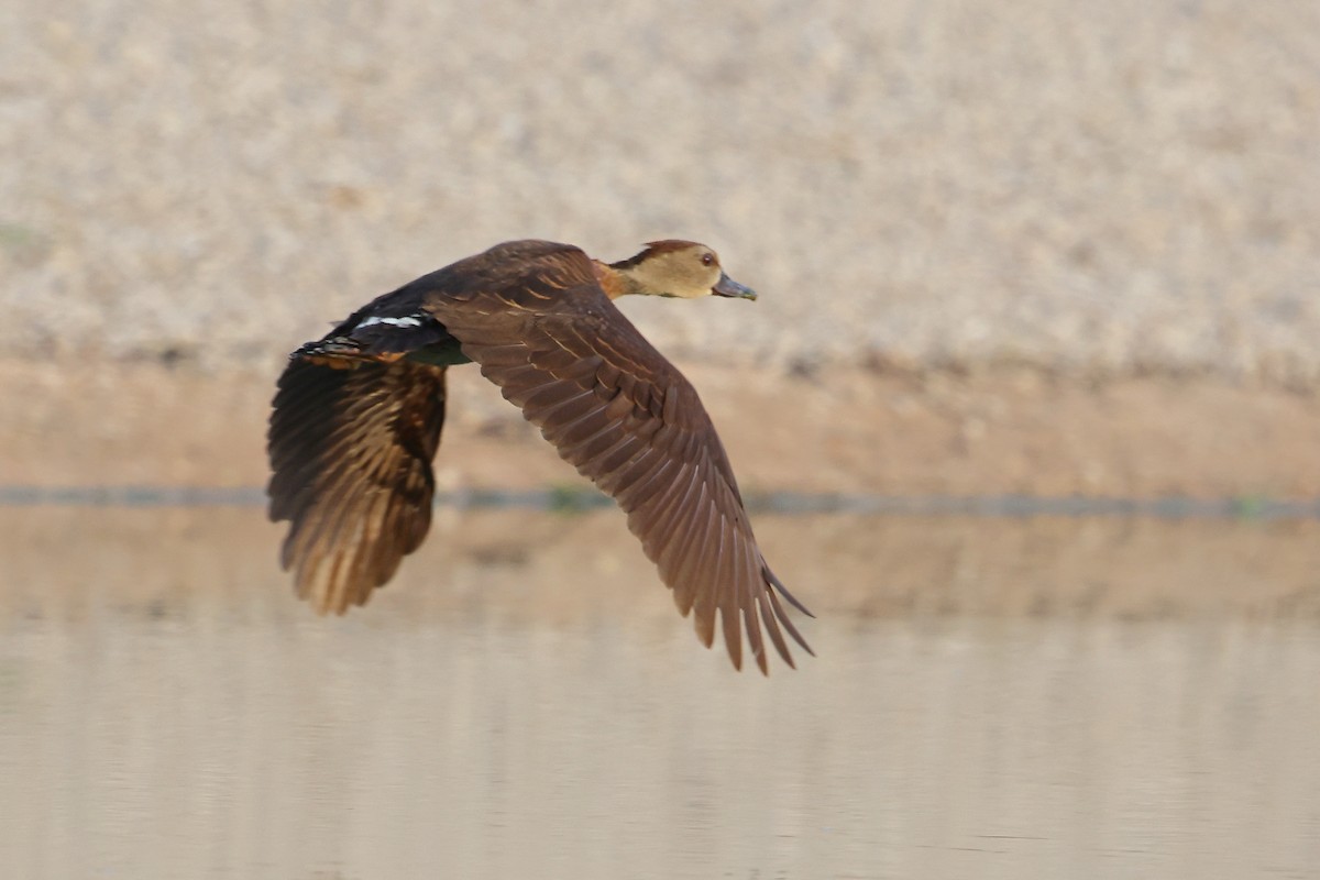 Dendrocygne tacheté - ML612150680