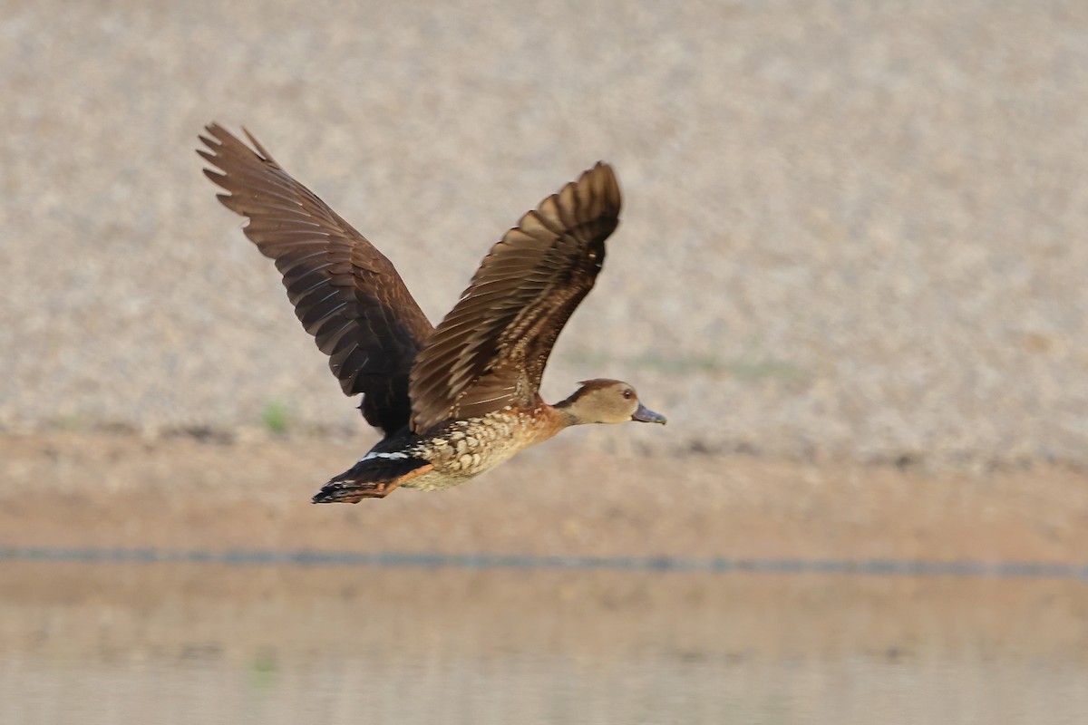 Spotted Whistling-Duck - ML612150681