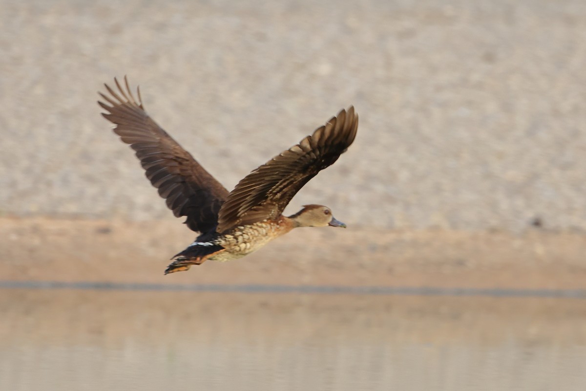 Dendrocygne tacheté - ML612150682