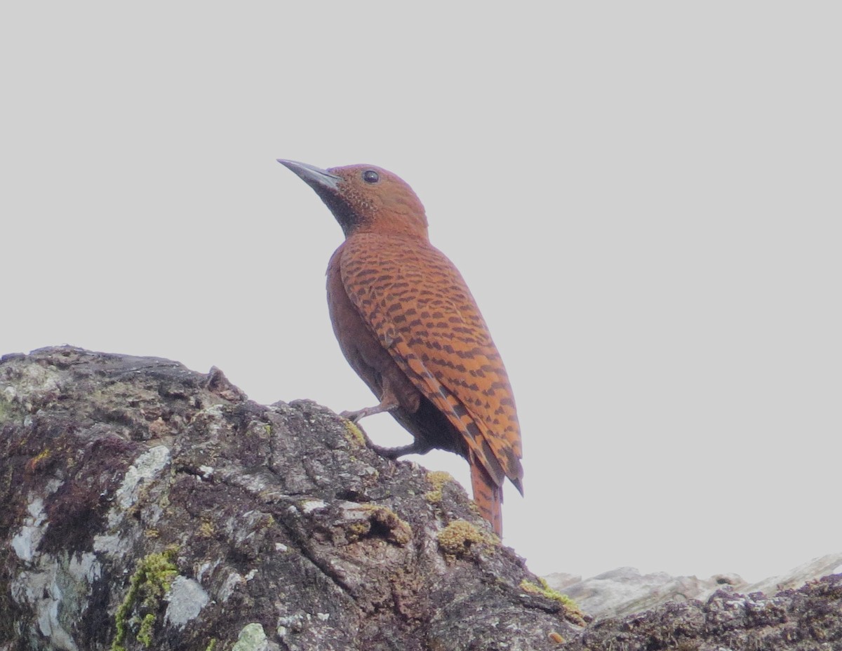 Rufous Woodpecker - Shaun Robson