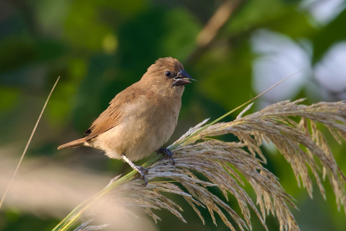 Lonchura sp. - ML612150747