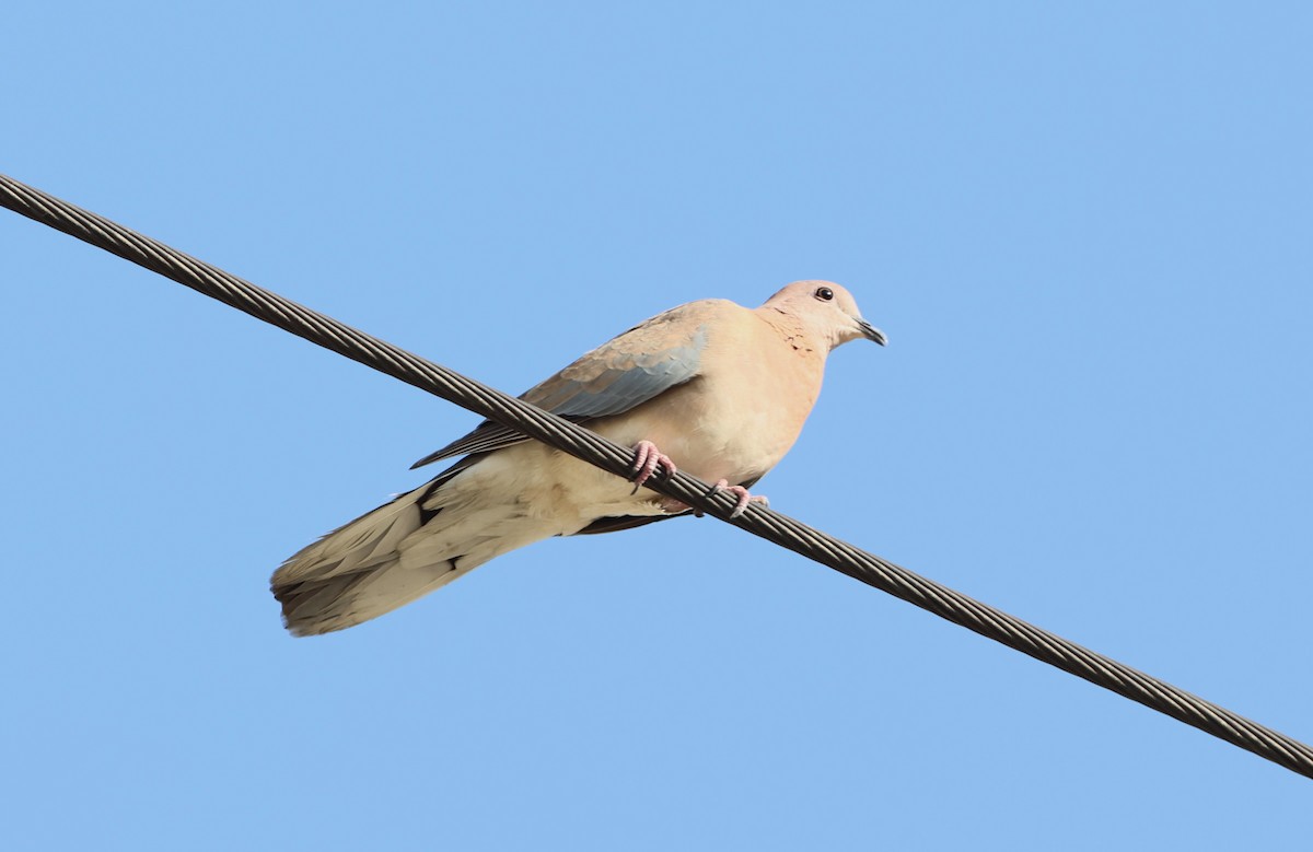 Laughing Dove - ML612150820