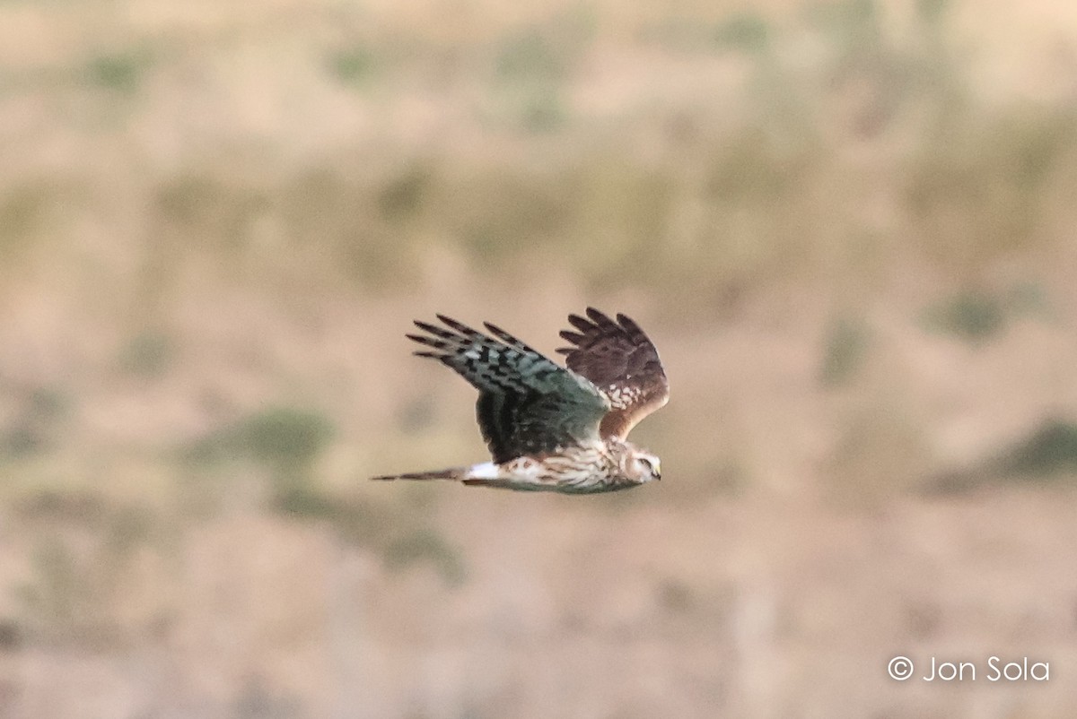 Hen Harrier - ML612150843