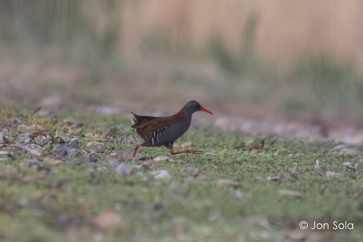 Water Rail - ML612150847