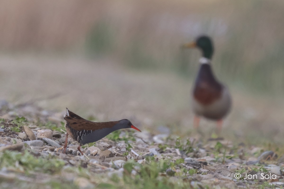 Water Rail - ML612150848