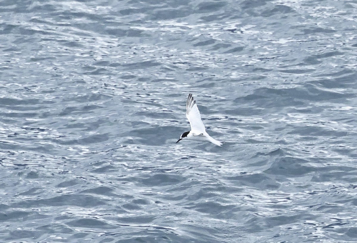 White-fronted Tern - Albert Linkowski