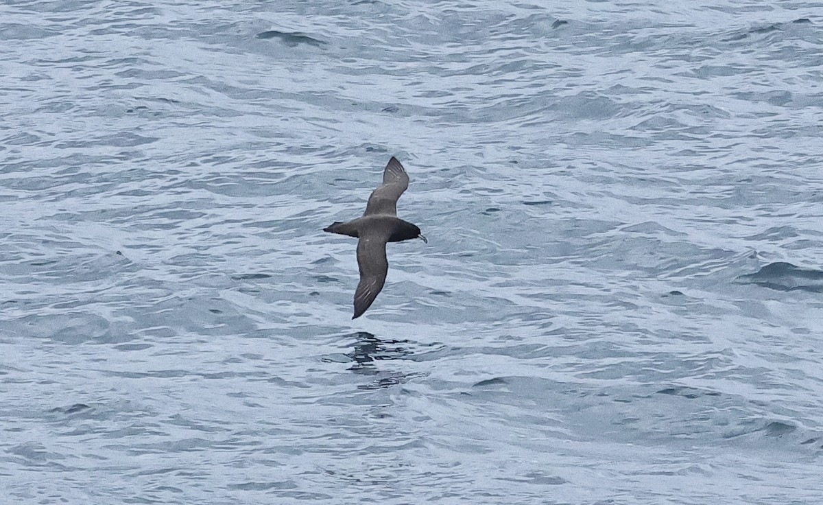 White-chinned Petrel - ML612150923