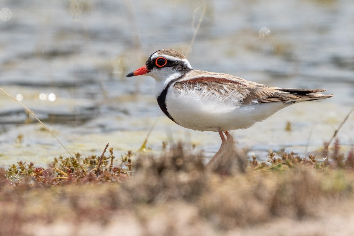 Black-fronted Dotterel - ML612150945