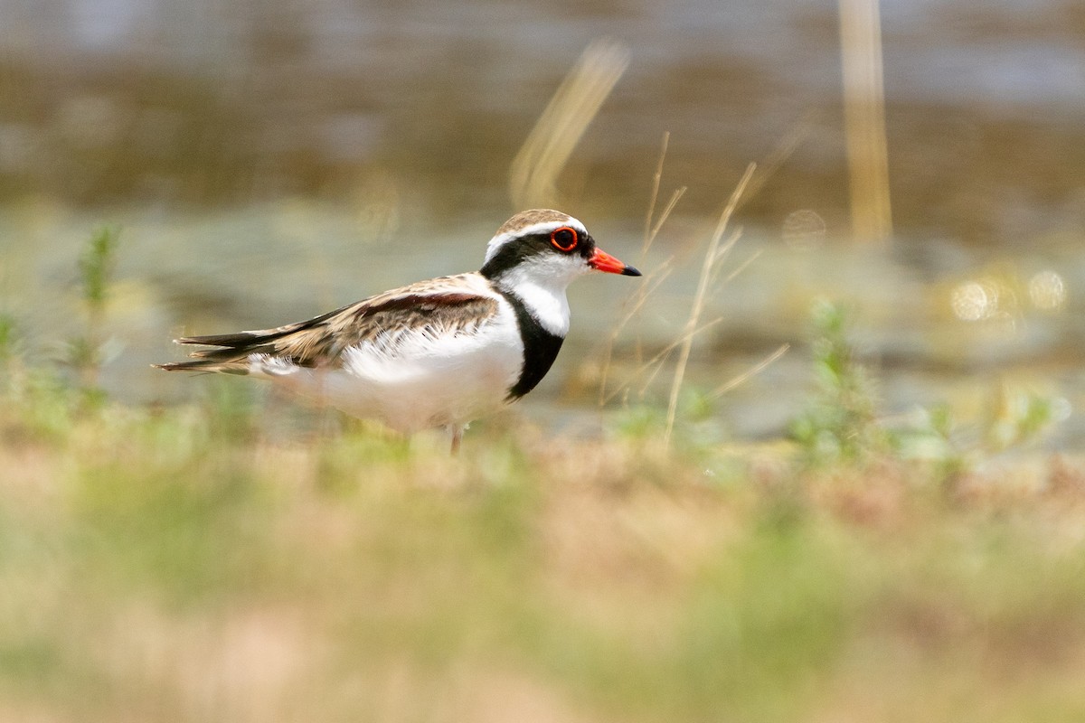 Black-fronted Dotterel - ML612150946